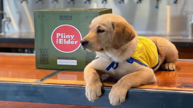 Dog-Friendly Restaurants in Sonoma County