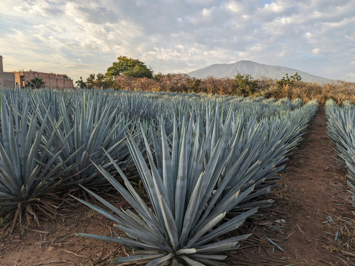 Monterey Tequila Fest