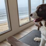 Dog looking out the window at beach
