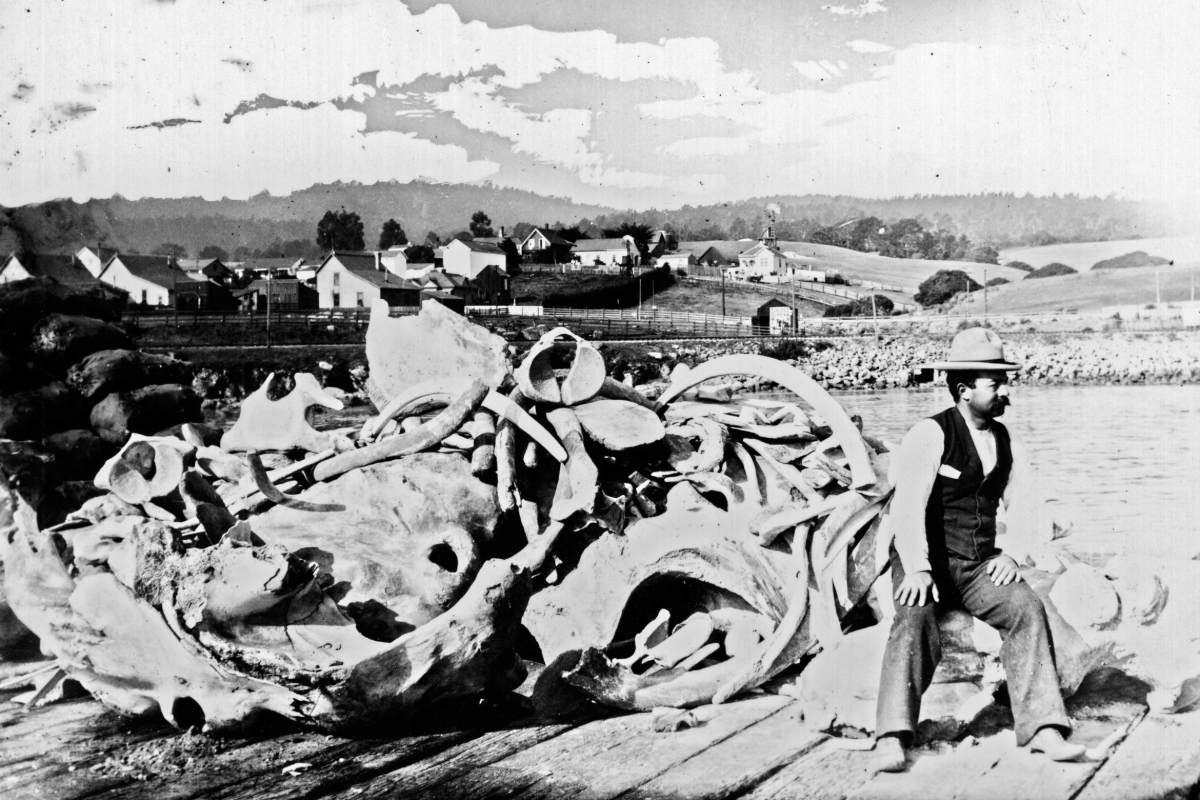 Monterey Whalers, Monterey Peninsula