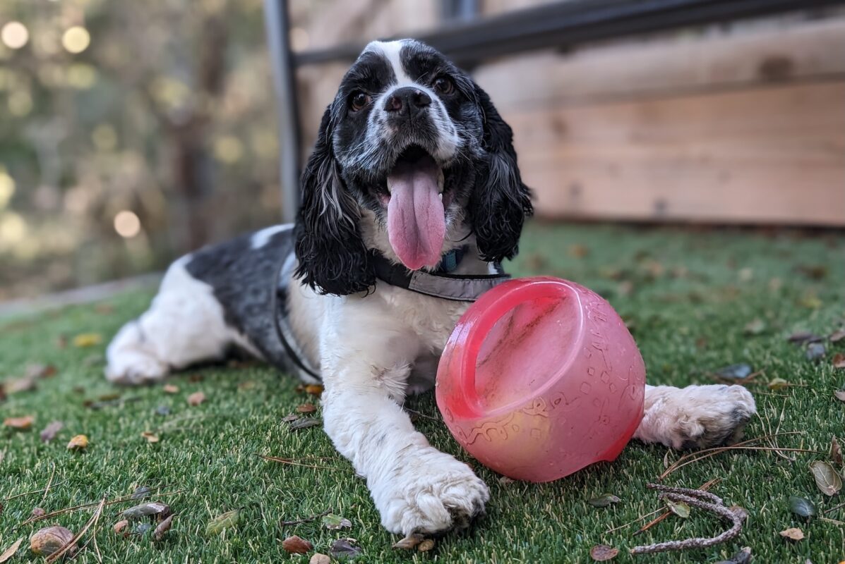 A black and white fluffy dog lays on the grass with his tongue out and a red ball in front.