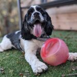 A black and white fluffy dog lays on the grass with his tongue out and a red ball in front.