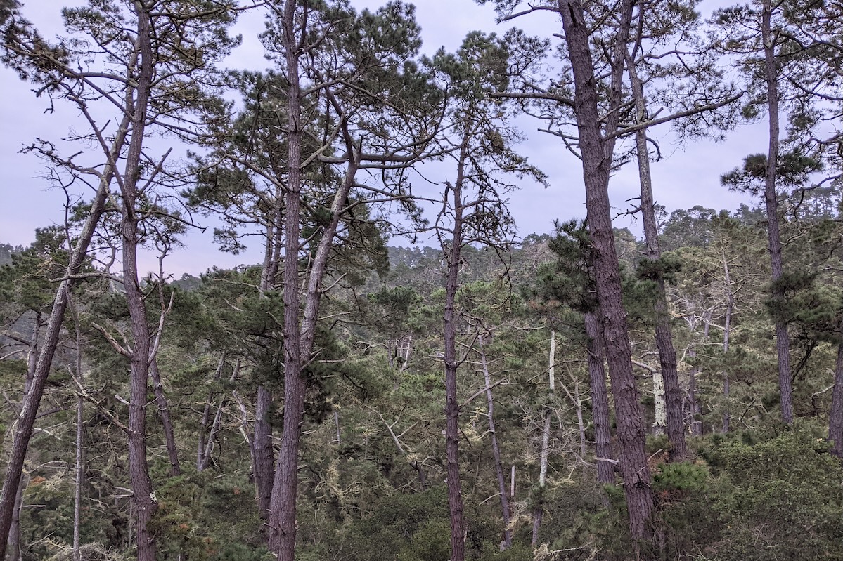 Many tall, thin trees stand against a light purple sky and a forest of other trees.