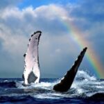 Maui Whale Fins with Rainbow