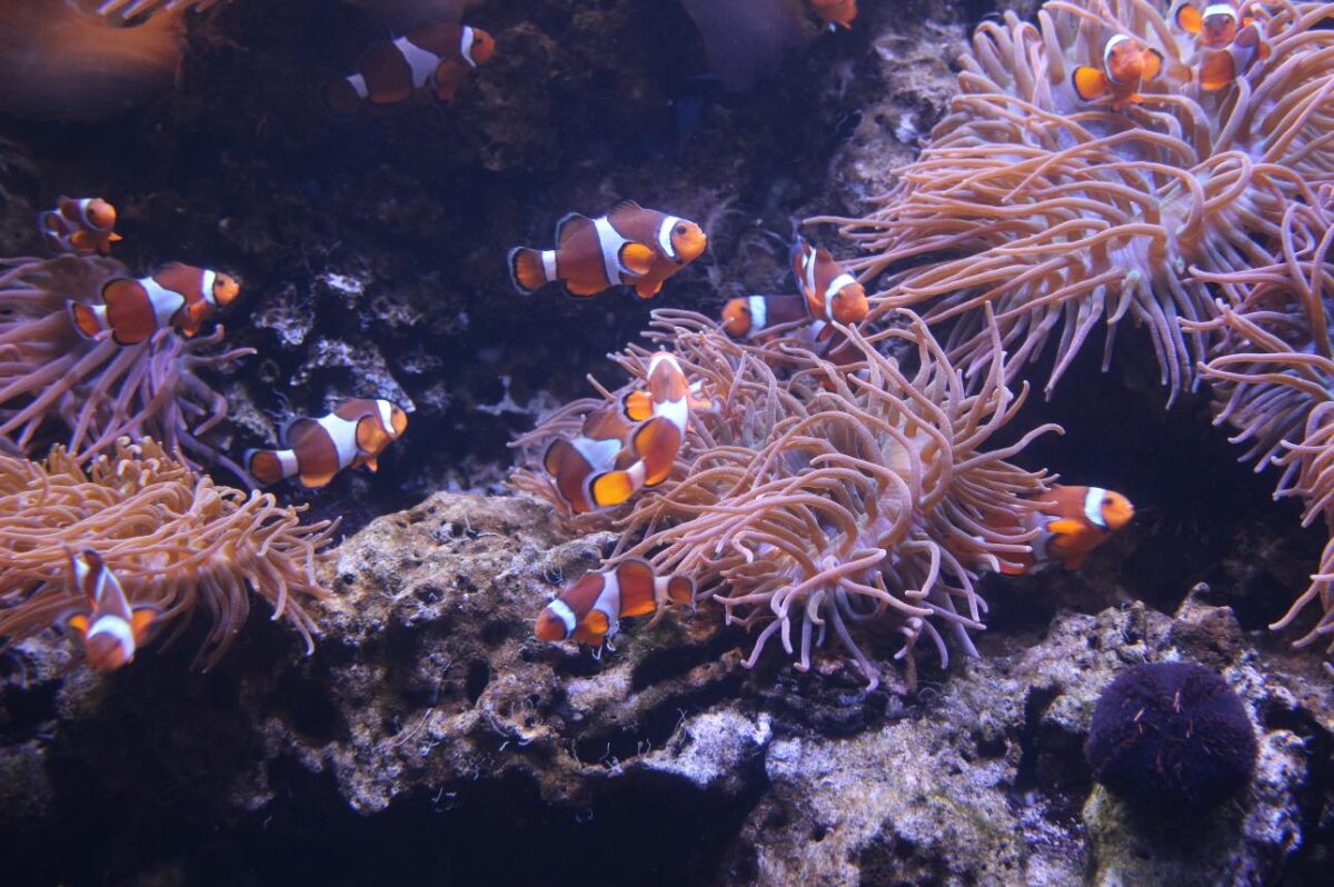 Oahu Waikiki Aquarium Clownfish