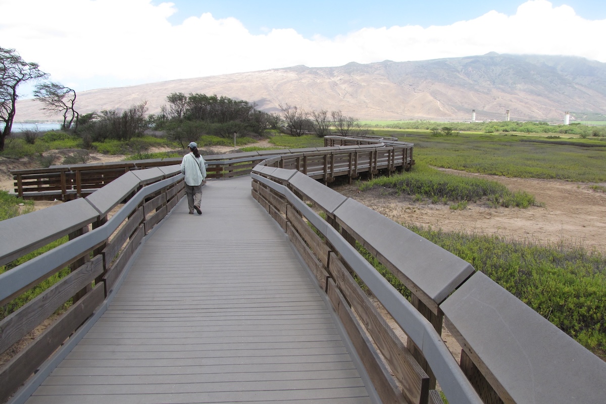 A woman in the distance walks along a boardwalk in the midst of wetlands.