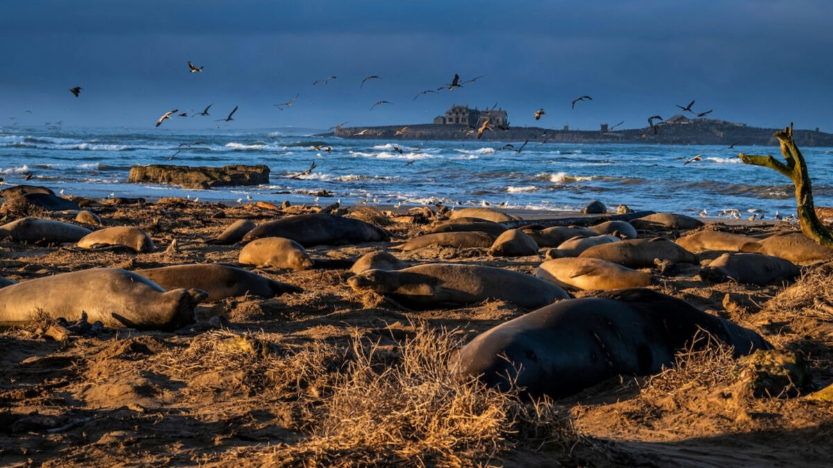 Año Nuevo State Park