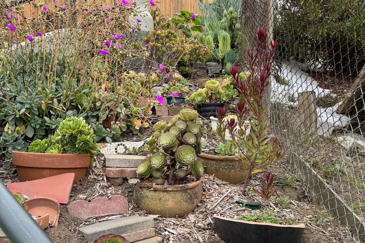 A succulent garden on Sunglow Lane in Portola.