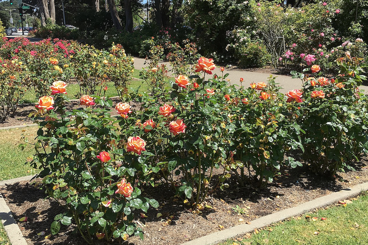 Rose bushes in Golden Gate Park.