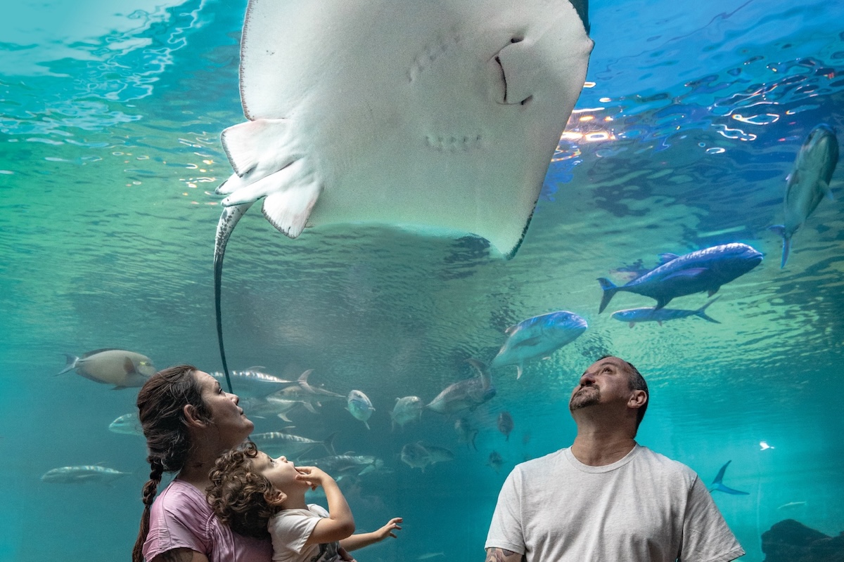 A man, dad and hcild observe an aquarium tank with a large stingray and lots of fish.