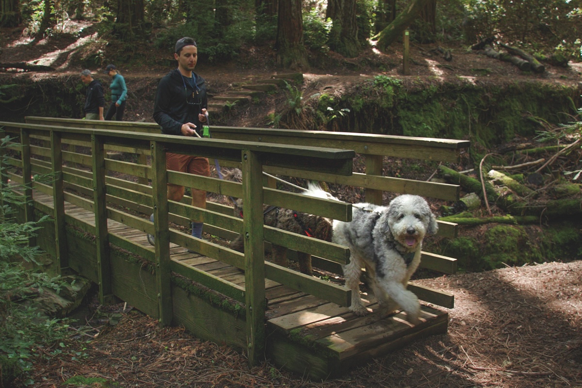 Dog friendly hike in Marin